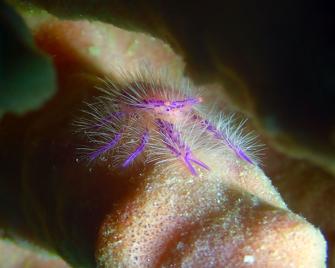 Hairy Squat Lobster (Lauriea siagiani) Batu Lubang Besar, Lembeh.<br />
<figure class="photo"><a href="https://www.jungledragon.com/image/69062/hairy_squat_lobster_lauriea_siagiani.html" title="Hairy Squat Lobster (Lauriea siagiani)"><img src="https://s3.amazonaws.com/media.jungledragon.com/images/2298/69062_thumb.JPG?AWSAccessKeyId=05GMT0V3GWVNE7GGM1R2&Expires=1759968010&Signature=PD6Gc03i1%2Flf9oRI%2FBBqjyDDQaw%3D" width="200" height="162" alt="Hairy Squat Lobster (Lauriea siagiani) Batu Lubang Besar, Lembeh. Geotagged,Hairy squat lobster,Indonesia,Lauriea siagiani,Spring" /></a></figure><br />
<figure class="photo"><a href="https://www.jungledragon.com/image/69061/hairy_squat_lobster_lauriea_siagiani.html" title="Hairy Squat Lobster (Lauriea siagiani)"><img src="https://s3.amazonaws.com/media.jungledragon.com/images/2298/69061_thumb.JPG?AWSAccessKeyId=05GMT0V3GWVNE7GGM1R2&Expires=1759968010&Signature=wqt8zeAMVNw%2FzktQyEXGVK2IxN8%3D" width="200" height="158" alt="Hairy Squat Lobster (Lauriea siagiani) Batu Lubang Besar, Lembeh.<br />
They can be less than one inch to about 4 inches in length, depending upon the species. Squat lobsters have 10 legs. The first pair of legs are very long and contain claws.  The three pairs of legs after that are used for walking. The fifth pair has small claws and may be used for cleaning gills. This fifth pair of legs is much smaller than the legs in &quot;true&quot; crabs.  Squat lobsters have a short abdomen that is folded under their body.<br />
Squat lobsters are in the infraorder Anomura - many of the animals in this infraorder are called &quot;crabs,&quot; but they are not true crabs. They aren&#039;t lobsters, either. In fact, squat lobsters are more closely related to hermit crabs than to lobsters. More info here:<br />
https://www.thoughtco.com/squat-lobsters-profile-2291811<br />
http://www.digitaljournal.com/blog/20406<br />
<br />
https://www.jungledragon.com/image/69062/hairy_squat_lobster_lauriea_siagiani.html<br />
https://www.jungledragon.com/image/69063/hairy_squat_lobster_lauriea_siagiani.html Geotagged,Hairy squat lobster,Indonesia,Lauriea siagiani,Spring" /></a></figure> Geotagged,Hairy squat lobster,Indonesia,Lauriea siagiani,Spring