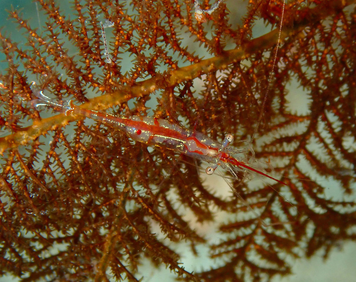 Saltwater Shrimp (Manipontonia psamathe) Batu Lubang Besar, Lembeh.<br />
I saw a bunch of these in a coral looking like Xmas decorations on a tree. Very colorful.<br />
<figure class="photo"><a href="https://www.jungledragon.com/image/69065/like_xmas_decorations_manipontonia_psamathe.html" title="Like Xmas decorations (Manipontonia psamathe)"><img src="https://s3.amazonaws.com/media.jungledragon.com/images/2298/69065_thumb.JPG?AWSAccessKeyId=05GMT0V3GWVNE7GGM1R2&Expires=1767225610&Signature=cKVmk0BaqRuAeotgsAdASjS9peI%3D" width="200" height="150" alt="Like Xmas decorations (Manipontonia psamathe) Batu lubang Besar, Lembeh. Geotagged,Indonesia,Manipontonia psamathe,Spring" /></a></figure> Geotagged,Indonesia,Manipontonia psamathe,Spring