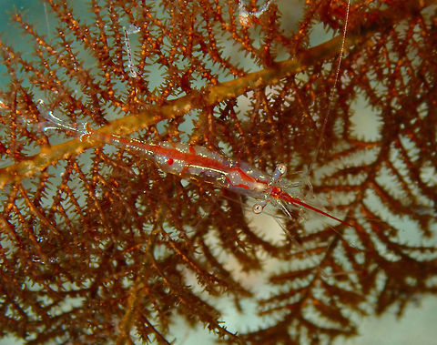 Saltwater Shrimp (Manipontonia psamathe) Batu Lubang Besar, Lembeh.
I saw a bunch of these in a coral looking like Xmas decorations on a tree. Very colorful.
https://www.jungledragon.com/image/69065/like_xmas_decorations_manipontonia_psamathe.html Geotagged,Indonesia,Manipontonia psamathe,Spring