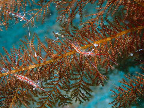 Like Xmas decorations (Manipontonia psamathe) Batu lubang Besar, Lembeh. Geotagged,Indonesia,Manipontonia psamathe,Spring