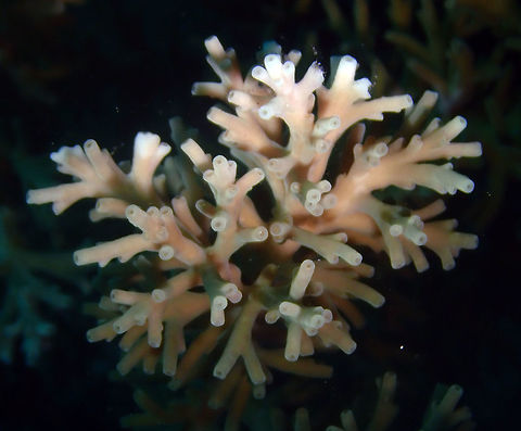 Acropora caroliniana Serena Pata, Lembeh.
This coral looks to me like this pasta from Mac&cheese; :-D
 Acropora caroliniana,Geotagged,Indonesia,Spring
