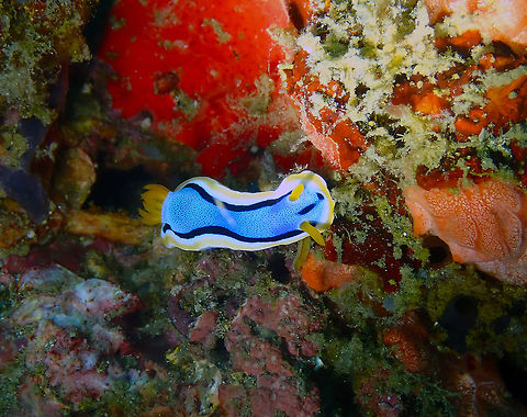 Anna's Chromodoris (Chromodoris annae) Serena Pata, Lembeh. Anna's Chromodoris,Chromodoris annae,Geotagged,Indonesia,Spring