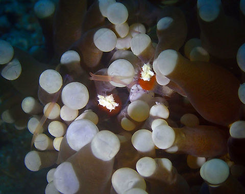 Mushroom Coral Shrimp (Cuapetes kororensis) Batu Lubang Besar, Lembeh. Cuapetes kororensis,Geotagged,Indonesia,Mushroom coral shrimp,Spring