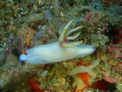 Hypselodoris bullocki Batu Lubang Besar, Lembeh. Bullocks Hypselodoris,Geotagged,Hypselodoris bullockii,Indonesia,Spring