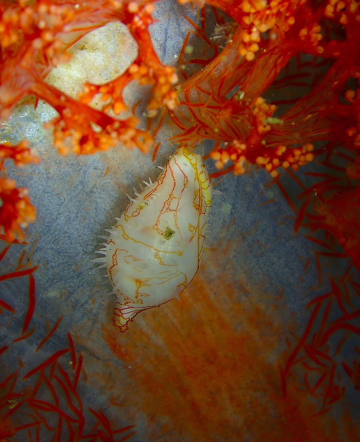 Habuprionovolva umbilicata Batu Lubang Besar, Lembeh. Geotagged,Habuprionovolva umbilicata,Indonesia,Spring