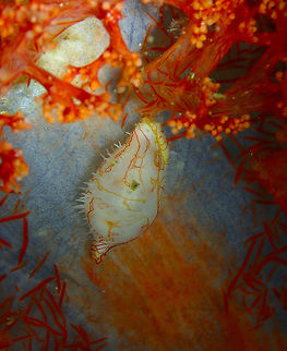 Habuprionovolva umbilicata Batu Lubang Besar, Lembeh. Geotagged,Habuprionovolva umbilicata,Indonesia,Spring