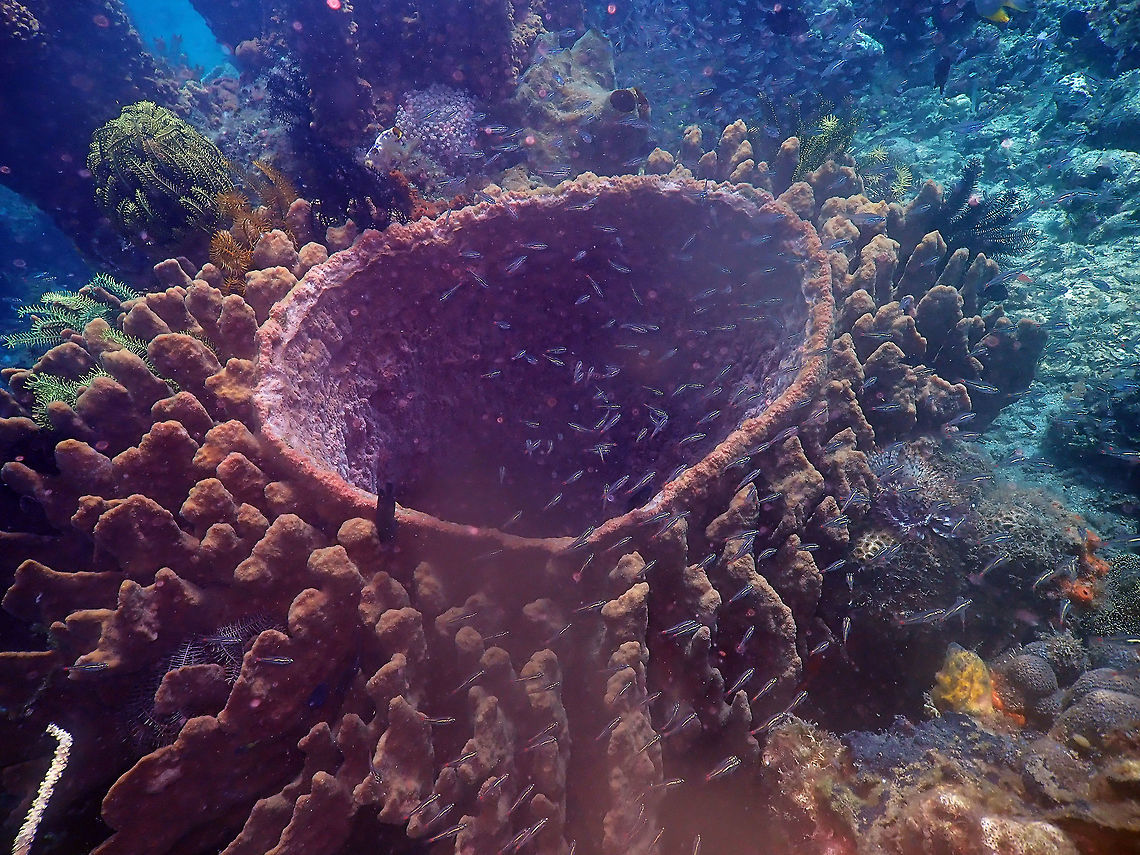 Xestospongia testudinaria Batu Lubang Besar, Lembeh. Geotagged,Indonesia,Spring,Xestospongia testudinaria