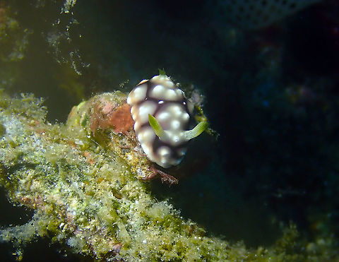Chromodoris geometrica Batu Lubang Besar, Lembeh. Geotagged,Goniobranchus geometricus,Indonesia,Spring