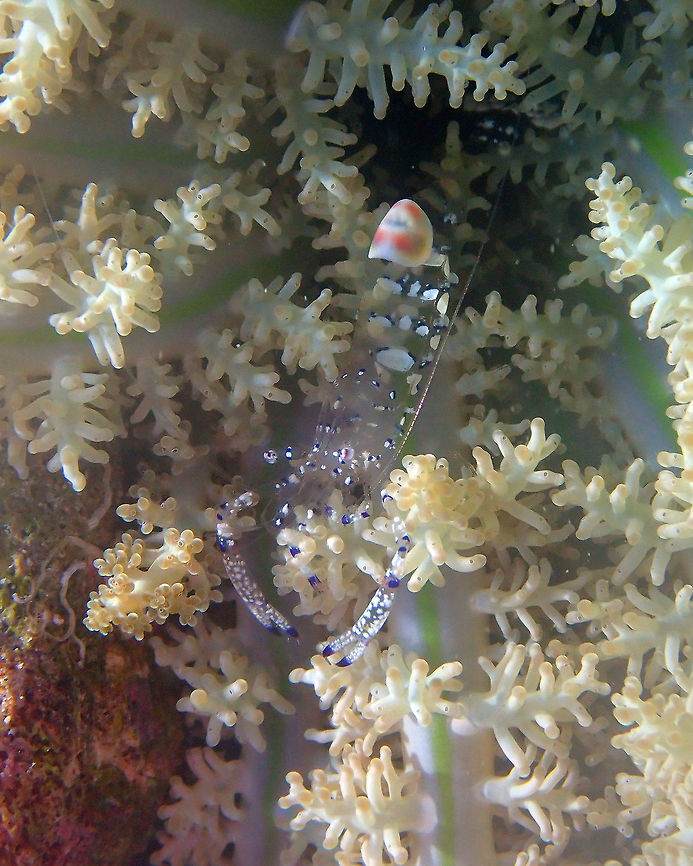 Ancylomenes venustus Serena Pata, Lembeh. Ancylomenes venustus,Geotagged,Graceful anemone shrimp,Indonesia,Spring