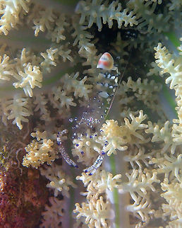 Ancylomenes venustus Serena Pata, Lembeh. Ancylomenes venustus,Geotagged,Graceful anemone shrimp,Indonesia,Spring