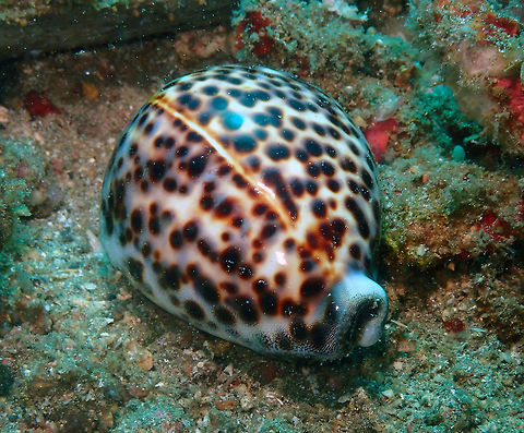 Cypraea tigris Serena Pata, Lembeh. Cypraea tigris,Geotagged,Indonesia,Spring,Tiger cowrie