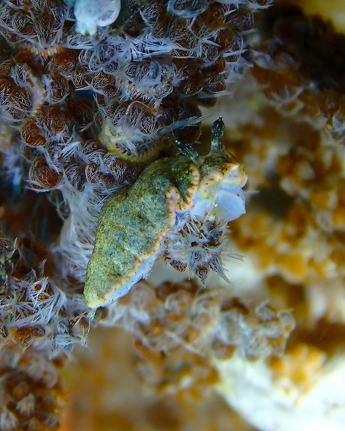 Dermatobranchus sp. Batu Lubang Besar, Lembeh.<br />
Still looking for the sp. ID Dermatobranchus,Geotagged,Indonesia,Lembeh,Spring,nudibranch