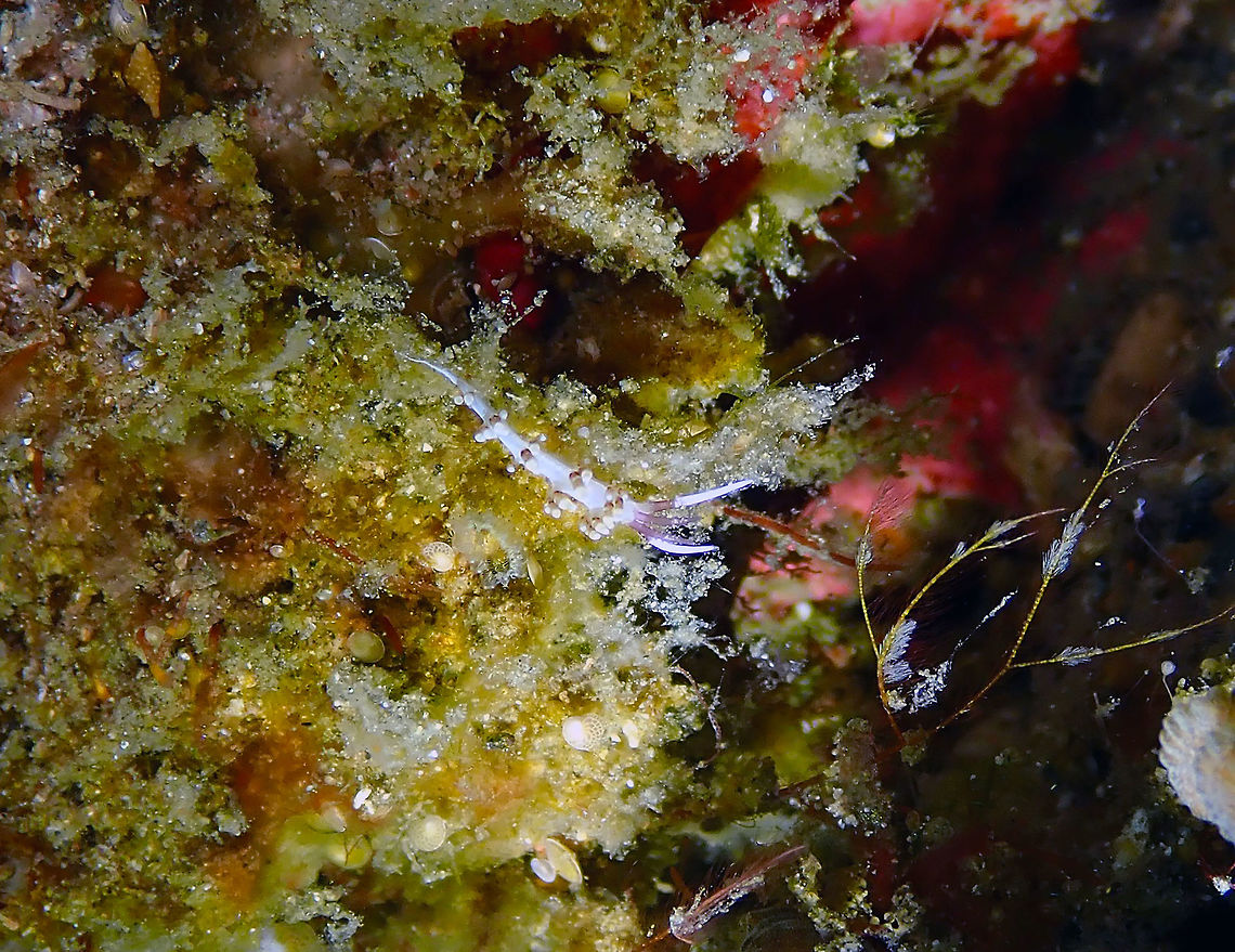 Flabellina sp.8 Batu Lubang Besar, Lembeh.<br />
A;though the one in my sighting seems smaller, its appearance is very alike to that of Flabellina species 8 in the Sea Slug Forum:<br />
<a href="http://www.seaslugforum.net/find/flabsp8" rel="nofollow">http://www.seaslugforum.net/find/flabsp8</a> Flabellina,Geotagged,Indonesia,Lembeh,Spring,nudibranch
