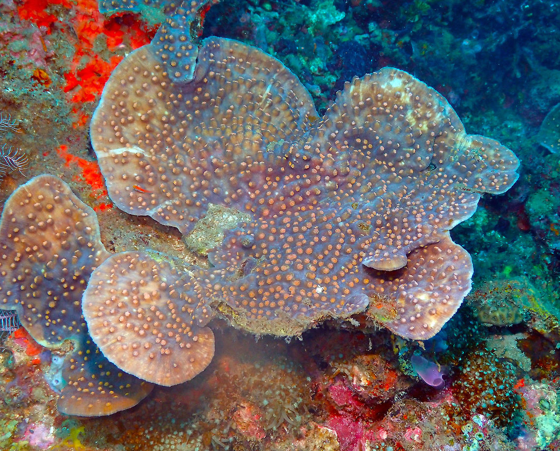 Mycedium robokaki - Raspberry Eye Robokaki Coral Batu Lubang Besar, Lembeh. Geotagged,Indonesia,Mycedium robokaki,Raspberry Eye Robokaki Coral,Spring