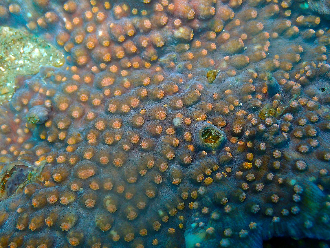Mycedium robokaki-close-up Batu Lubang Besar, Lembeh. Geotagged,Indonesia,Mycedium robokaki,Raspberry Eye Robokaki Coral,Spring