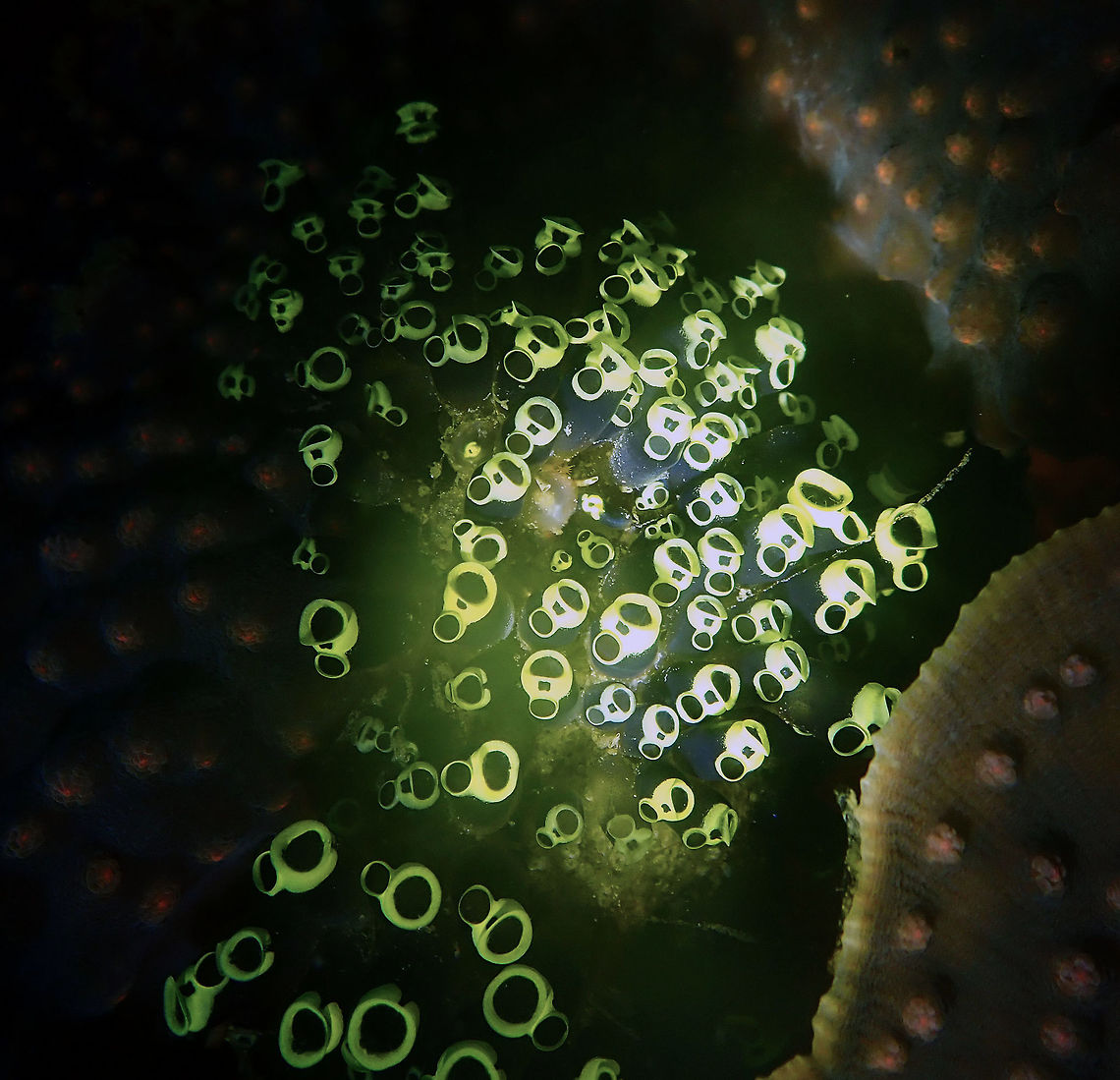 The Scream x 100 (Clavelina robusta) Batu Lubang Besar, Lembeh. Clavelina robusta,Geotagged,Indonesia,Spring
