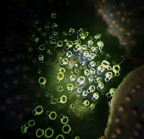The Scream x 100 (Clavelina robusta) Batu Lubang Besar, Lembeh. Clavelina robusta,Geotagged,Indonesia,Spring