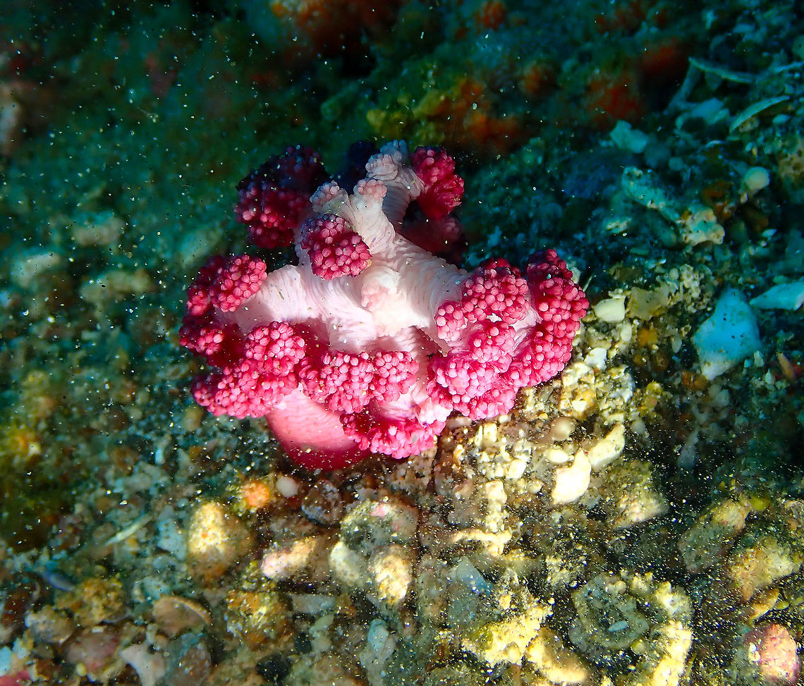 Scleronephtya coral Serena Pata, Lembeh.<br />
Another frustrating soft coral, qua species.... Geotagged,Indonesia,Lembeh,Scleronephtya,Spring,coral