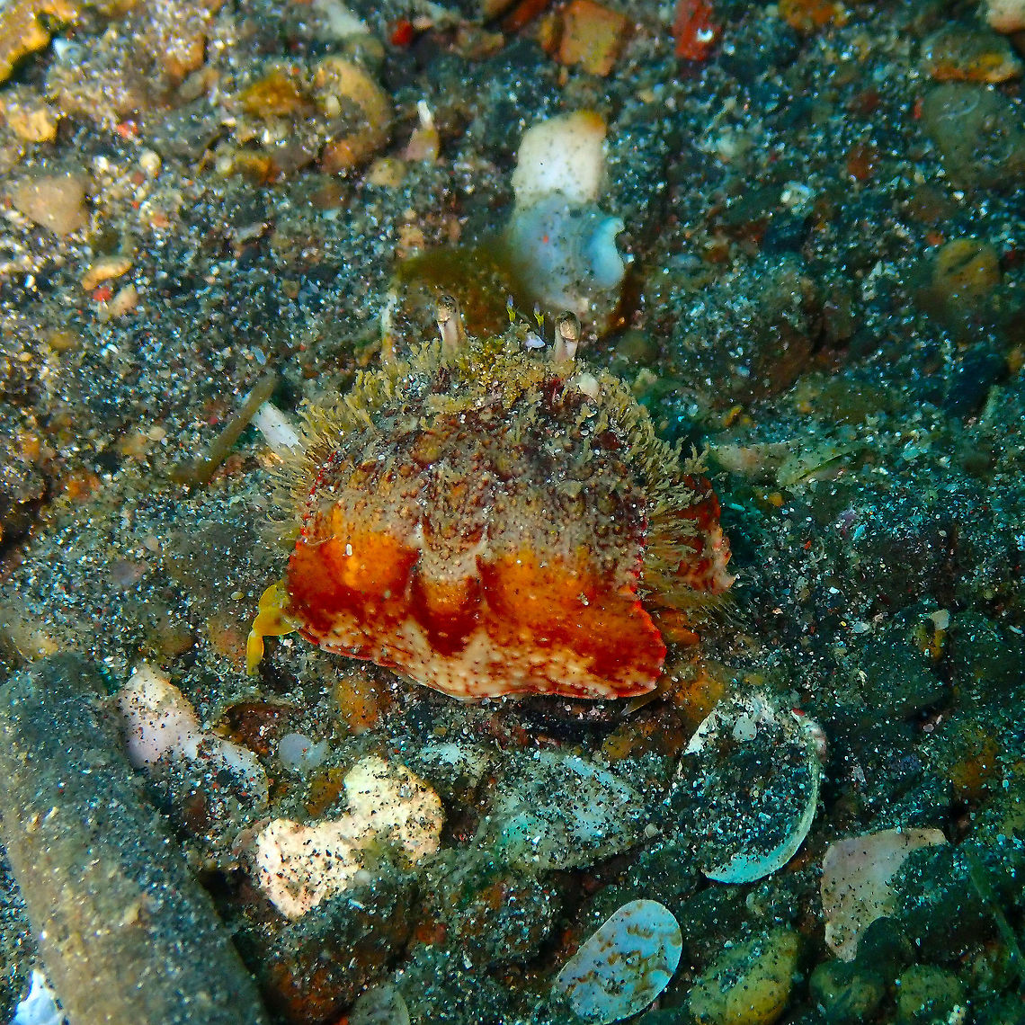Rough box crab (Calappa gallus) Kareko Batu, Lembeh. Calappa gallus,Geotagged,Indonesia,Spring