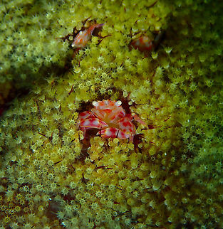 Lissoporcellana nakasonei Kareko Batu, Lembeh. Geotagged,Indonesia,Lissoporcellana nakasonei,Soft Coral Porcelain Crab,Spring