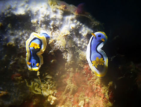 Chromodoris annae Batu Lubang Besar, Lembeh. Anna's Chromodoris,Chromodoris annae,Geotagged,Indonesia,Spring