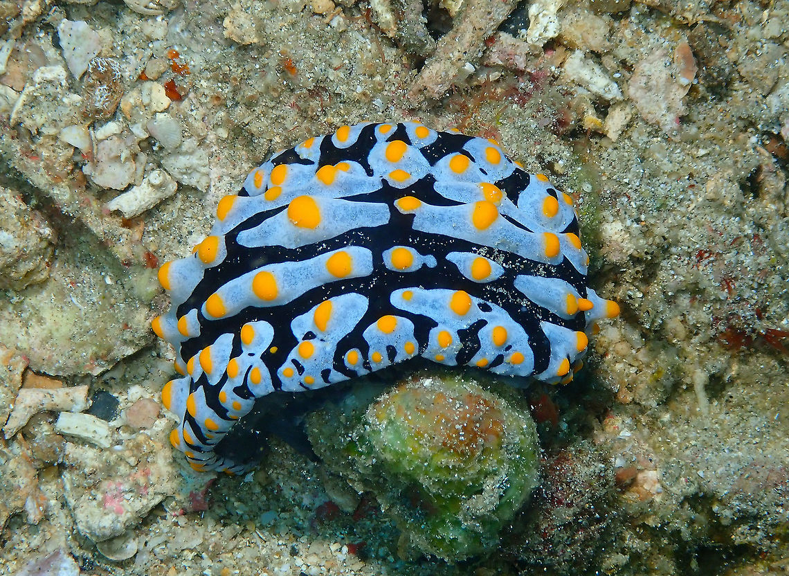 Phyllidia varicosa Batu Lubang Besar, Lembeh. Geotagged,Indonesia,Phyllidia varicosa,Spring