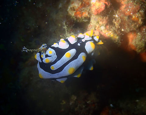 Phyllidia varicosa Batu Lubang Besar, Lembeh. Geotagged,Indonesia,Phyllidia varicosa,Spring