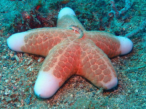 Choriaster granulatus Batu Lubang Besar, Lembeh. With a little sandperch fish on top. Choriaster granulatus,Geotagged,Granulated sea star,Indonesia,Spring