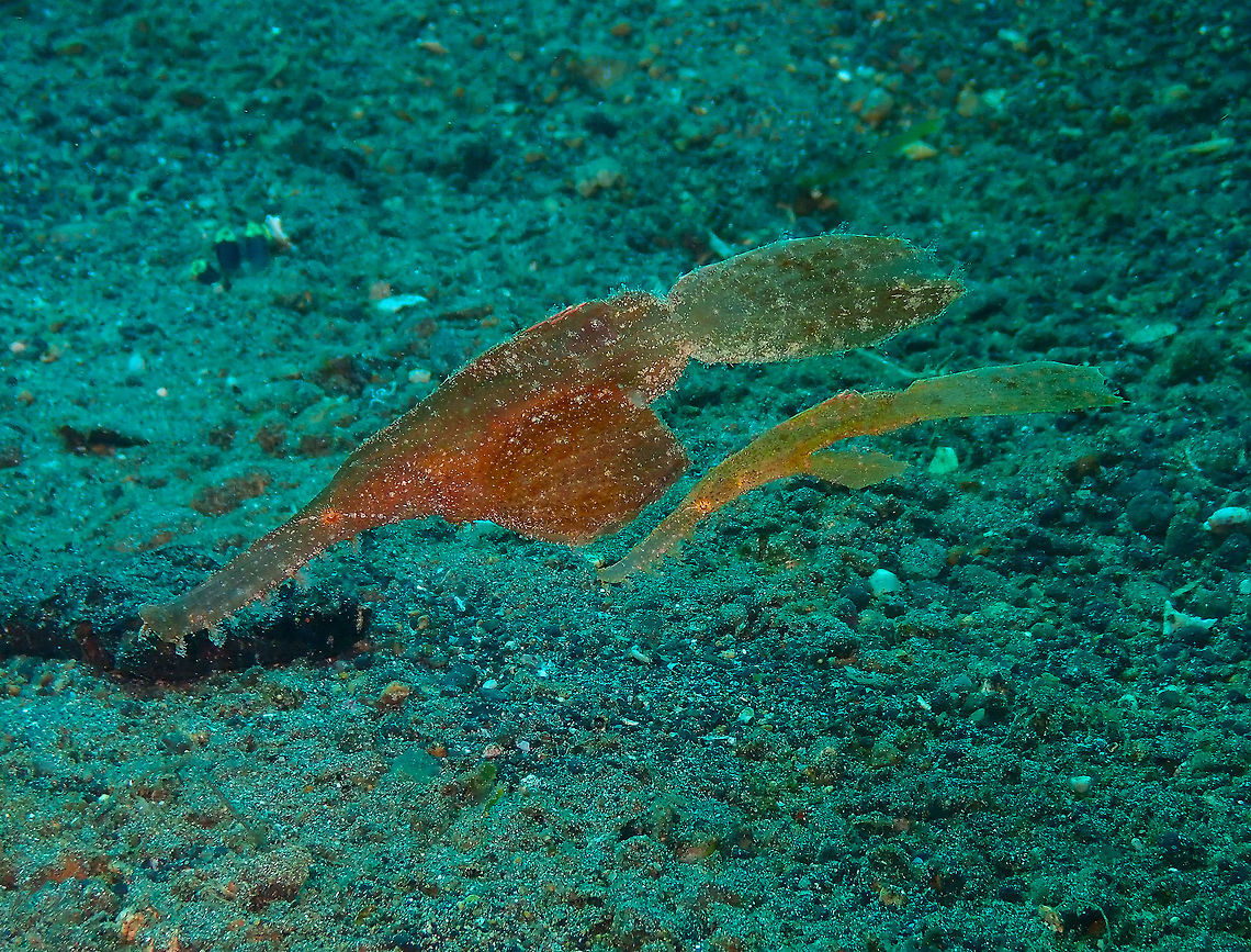Male and female...Guess who is who? (Solenostomus cyanopterus) Kareko Batu, Lembeh. Geotagged,Indonesia,Robust ghost pipefish,Solenostomus cyanopterus,Spring