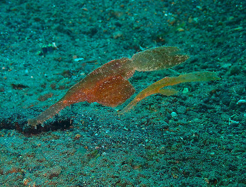 Male and female...Guess who is who? (Solenostomus cyanopterus) Kareko Batu, Lembeh. Geotagged,Indonesia,Robust ghost pipefish,Solenostomus cyanopterus,Spring