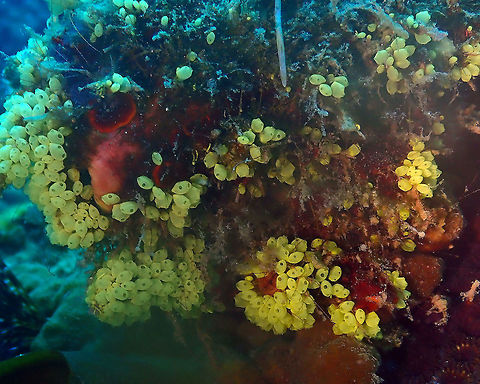 Perophora modificata Batu Lubang Besar, Lembeh. Geotagged,Indonesia,Perophora modificata,Sea Squirt,Spring