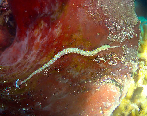Corythoichthys ocellatus Serena Pata, Lembeh. Corythoichthys ocellatus,Geotagged,Indonesia,Ocellated pipefish,Spring