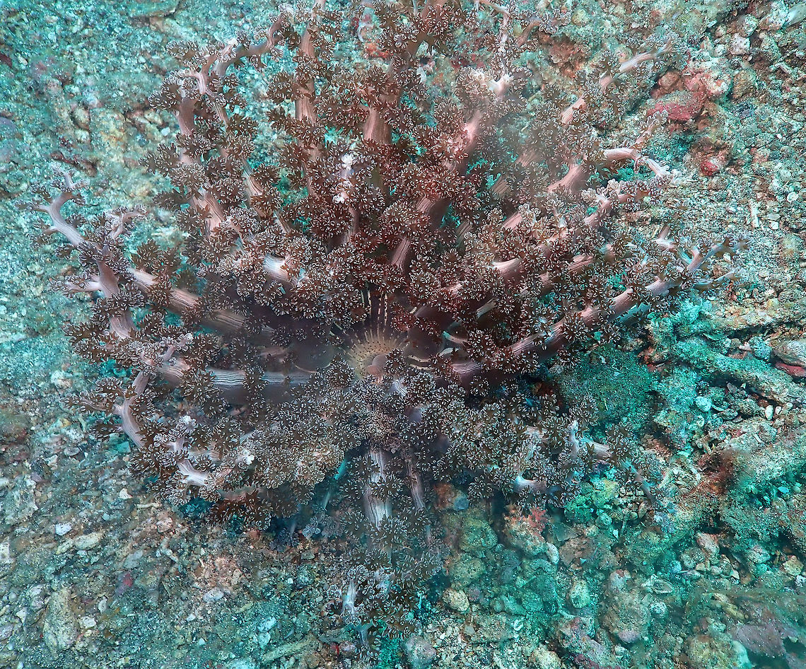 Actinodendron plumosum Serena Pata, Lembeh. Actinodendron plumosum,Geotagged,Hell's Fire Anemone,Indonesia,Spring