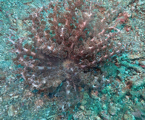 Actinodendron plumosum Serena Pata, Lembeh. Actinodendron plumosum,Geotagged,Hell's Fire Anemone,Indonesia,Spring