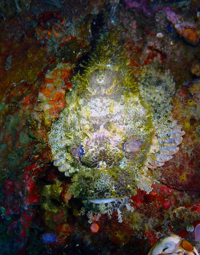 Scorpaenopsis venosa Serena Pata, Lembeh. Geotagged,Indonesia,Raggy Scorpionfish,Scorpaenopsis venosa,Spring