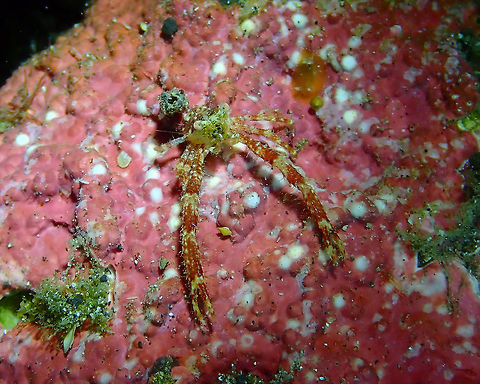 Galathea balssi Kareko Batu, Lembeh. Galathea balssi,Geotagged,Indonesia,Spring