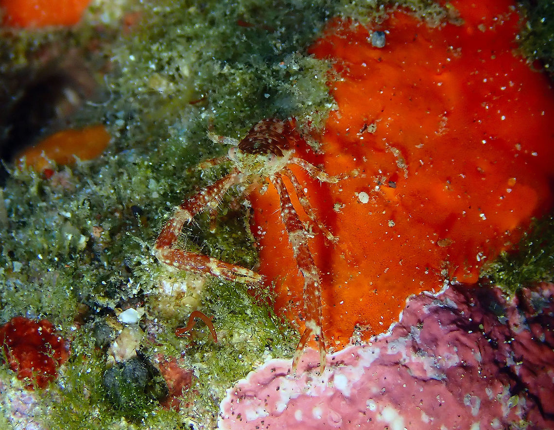 Galathea balssi Kareko Batu, Lembeh. Galathea balssi,Geotagged,Indonesia,Spring