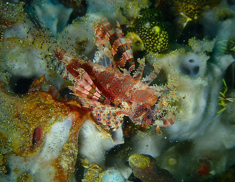 Dwarf Lionfish (Dendrochirus brachypterus) Kareko Batu, Lembeh. A bigger specimen than in the previous spottings. Dendrochirus brachypterus,Dwarf lionfish