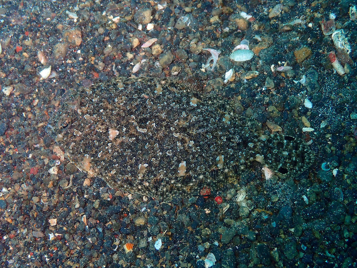 Largescale Flounder - Engyprosopon_grandisquama Kareko Batu, Lembeh.<br />
 Engyprosopon grandisquama,Geotagged,Indonesia,Largescale Flounder,Spring