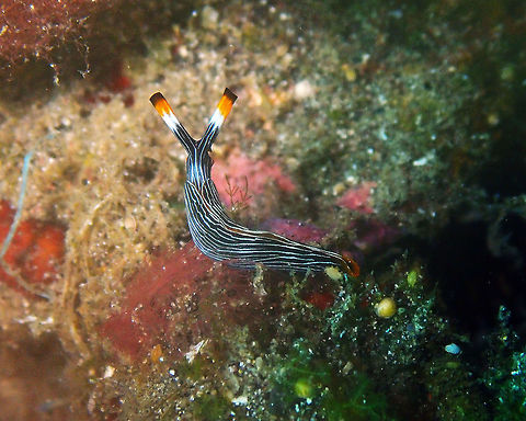 Thuridilla gracilis Kareko Batu, Lembeh. Geotagged,Indonesia,Spring,Thuridilla gracilis