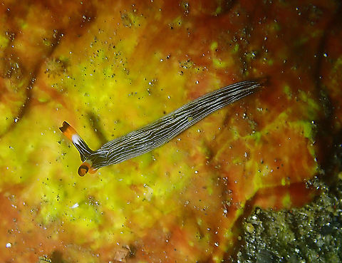 Thuridilla gracilis Kareko Batu, Lembeh. Geotagged,Indonesia,Spring,Thuridilla gracilis