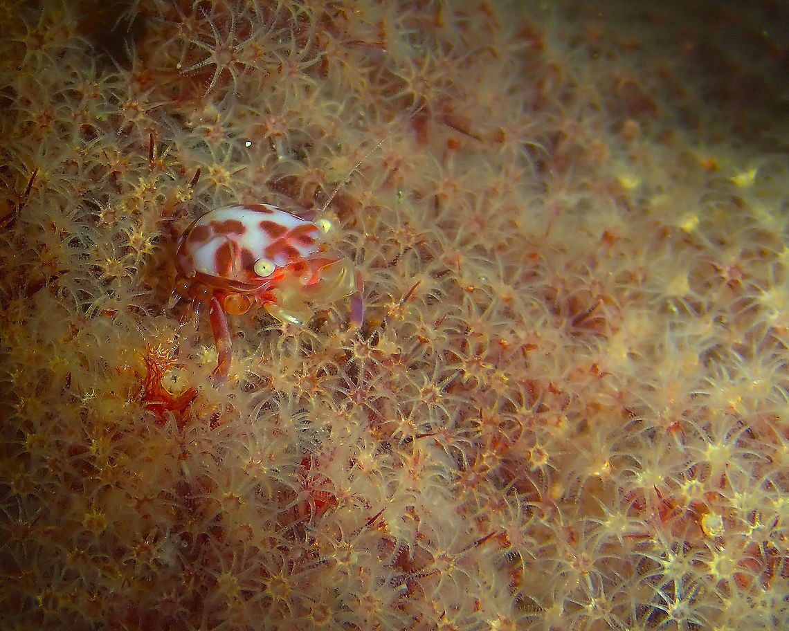 Lissoporcellana nakasonei Kareko Batu, Lembeh.<br />
I wonder if this is a female or juvenile because the pincers are less developed than in the other crab I have photographed but there is not so much info online.. Geotagged,Indonesia,Lissoporcellana nakasonei,Soft Coral Porcelain Crab,Spring