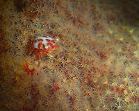 Lissoporcellana nakasonei Kareko Batu, Lembeh.<br />
I wonder if this is a female or juvenile because the pincers are less developed than in the other crab I have photographed but there is not so much info online.. Geotagged,Indonesia,Lissoporcellana nakasonei,Soft Coral Porcelain Crab,Spring