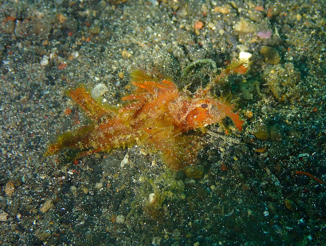 Ambon Scorpionfish - Pteroidichthys amboinensis Kareko Batu, Lembeh. Ambon scorpionfish,Geotagged,Indonesia,Pteroidichthys amboinensis,Spring