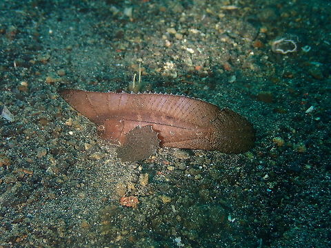 Spiny Waspfish (Ablabys macracanthus) Kareko Batu, Lembeh. Ablabys macracanthus,Geotagged,Indonesia,Spiny waspfish,Spring