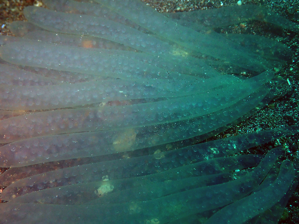 Bigfin Reef Squid Eggs - Sepioteuthis lessoniana Kareko Batu, Lembeh.<br />
Nice info on the species in this link:<br />
<a href="https://seaunseen.com/bigfin-reef-squid/" rel="nofollow">https://seaunseen.com/bigfin-reef-squid/</a> Bigfin reef squid,Geotagged,Indonesia,Sepioteuthis lessoniana,Spring