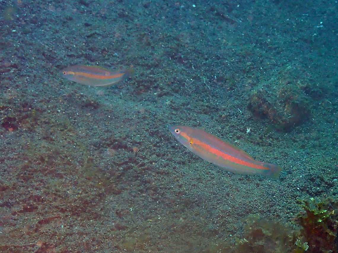 Halichoeres zeylonicus Kareko Batu, Lembeh. Geotagged,Goldstripe wrasse,Halichoeres zeylonicus,Indonesia,Spring
