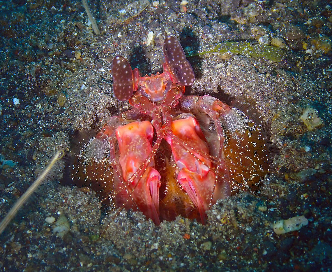 Lysiosquillina lisa Kareko Batu, Lembeh. Geotagged,Indonesia,Lisa's Mantis Shrimp,Lysiosquillina lisa,Spring
