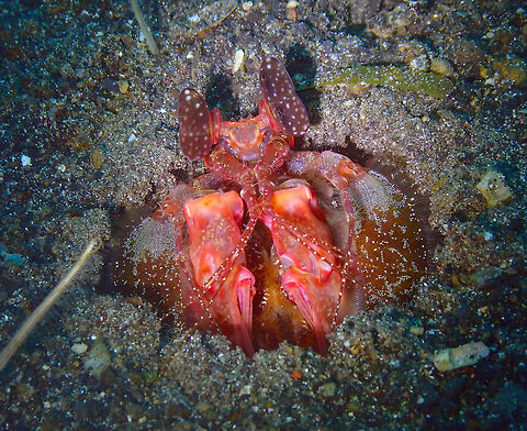 Lysiosquillina lisa Kareko Batu, Lembeh. Geotagged,Indonesia,Lisa's Mantis Shrimp,Lysiosquillina lisa,Spring