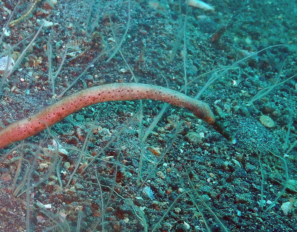 Straightstick Pipefish (Trachyrhamphus longirostris) Kareko Batu, Lembeh. Geotagged,Indonesia,Spring,Straightstick pipefish,Trachyrhamphus longirostris